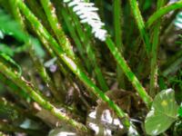 Athyrium filix-femina Söderåsens nationalpark, Svalöv, Skåne, Sweden 20150723_0030