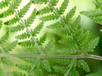 Athyrium filix-femina Söderåsens nationalpark, Svalöv, Skåne, Sweden 20150723_0039