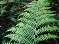 Athyrium filix-femina Värsjönäs, Skånes-Fagerhult, Örkelljunga, Skåne, Sweden 20200725_0165