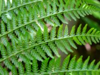 Athyrium filix-femina Värsjönäs, Skånes-Fagerhult, Örkelljunga, Skåne, Sweden 20200725_0166