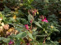 Impatiens glandulifera Almåsa, Malmö, Skåne, Sweden 20151025_0022