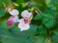 Impatiens glandulifera Almåsa, Malmö, Skåne, Sweden 20190831_0075