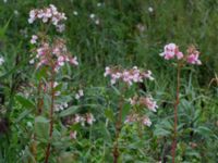 Impatiens glandulifera Almåsa, Malmö, Skåner, Sweden 20150816_0006