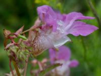 Impatiens glandulifera Hillarp, Munka-Ljungby, Ängelholm, Skåne, Sweden 20170709_0017