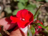 Impatiens hawkeri P-pl, Husie mosse, Malmö, Skåne, Sweden 20230602_0004