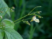 Impatiens parviflora Grandungen, Toarp, Malmö, Skåne, Sweden 20220624_0122