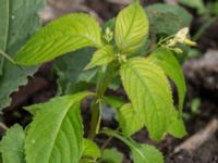 Impatiens parviflora Jordhögar S grodreservatet, Norra hamnen, Malmö, Skåne, Sweden 20170625_0072