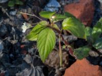 Impatiens parviflora Lokstallarna, Malmö, Skåne, Sweden 20150626_0052