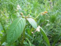 Impatiens parviflora Skogholms ängar, Malmö, Skåne, Sweden 20120612 0782