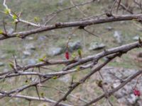 Berberis iberica Kuro S, Stepantsminda, Mtskheta-Mtianeti, Georgia 20180424_3415