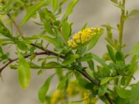 Berberis integerrima Valley 3.2 km NW Dalis Reservoir Tower, Chachuna, Kakheti, Georgia 20180427_1257