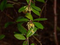 Berberis julianae Välluv, Helsingborg, Skåne, Sweden 20190504_0003