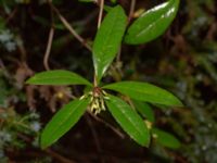 Berberis julianae Välluv, Helsingborg, Skåne, Sweden 20190504_0004