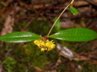 Berberis julianae Välluv, Helsingborg, Skåne, Sweden 20190504_0009