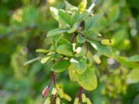 Berberis regeliana Lindhem, Norrköping, Östergötland, Sweden 20200816_0010