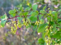 Berberis regeliana Lindhem, Norrköping, Östergötland, Sweden 20200816_0011