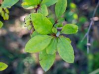 Berberis regeliana Lindhem, Norrköping, Östergötland, Sweden 20200816_0012