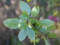 Berberis regeliana Lindhem, Norrköping, Östergötland, Sweden 20200816_0013