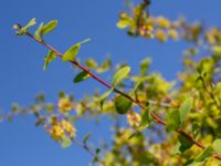 Berberis regeliana Lindhem, Norrköping, Östergötland, Sweden 20200816_0014