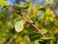 Berberis regeliana Lindhem, Norrköping, Östergötland, Sweden 20200816_0017