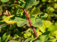 Berberis regeliana Lindhem, Norrköping, Östergötland, Sweden 20200816_0018