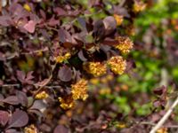 Berberis thunbergii Hammargatan, Malmö, Skåne, Swden 20190513_0092