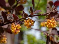 Berberis thunbergii Hammargatan, Malmö, Skåne, Swden 20190513_0095