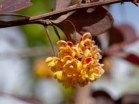 Berberis thunbergii Hammargatan, Malmö, Skåne, Swden 20190513_0098