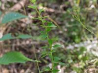 Berberis thunbergii Närlunda tegelbruksgrav, Helsingborg, Skåne, Sweden 20170727_0033