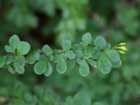 Berberis thunbergii Närlunda tegelbruksgrav, Helsingborg, Skåne, Sweden 20170811_0089