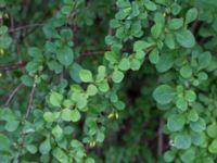 Berberis thunbergii Närlunda tegelbruksgrav, Helsingborg, Skåne, Sweden 20170811_0093