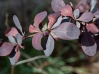 Berberis thunbergii Värsjö, Hässleholm, Skåne, Sweden 20190504_0136