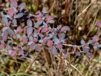 Berberis thunbergii Värsjö, Hässleholm, Skåne, Sweden 20190504_0138