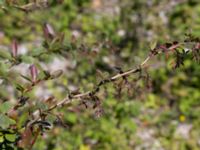 Berberis vulgaris Ö hamnen, Klagshamns udde, Malmö, Skåne, Sweden 20150702_0070