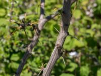 Berberis vulgaris Ö hamnen, Klagshamns udde, Malmö, Skåne, Sweden 20150702_0071