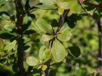 Berberis vulgaris Ö hamnen, Klagshamns udde, Malmö, Skåne, Sweden 20150702_0072