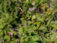 Berberis vulgaris Ö hamnen, Klagshamns udde, Malmö, Skåne, Sweden 20150702_0073