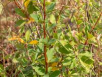 Berberis vulgaris Dröstorps alvar, Mörbylånga, Öland, Sweden 20180810_0027