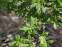 Berberis vulgaris Kalkstad, Mörbylånga, Öland, Sweden 20170526_0042