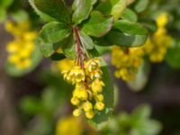 Berberis vulgaris Tveta reningsverk, Mörbylånga, Öland, Sweden 20170525_0303