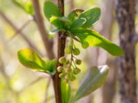 Berberis vulgaris Vallen N Lertagsdammen, Klagshamns udde, Malmö, Skåne, Sweden 20230514_0043