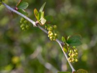 Berberis vulgaris Vallen N Lertagsdammen, Klagshamns udde, Malmö, Skåne, Sweden 20230514_0045