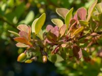 Berberis x ottawensis Lindhem, Norrköping, Östergötland, Sweden 20200816_0006