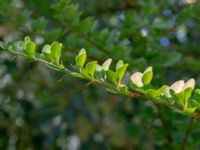 Berberis x ottawensis Lindhem, Norrköping, Östergötland, Sweden 20200816_0008