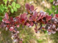 Berberis x ottawensis Sege by, Burlöv, Malmö, Skåne, Sweden 20230616_0019