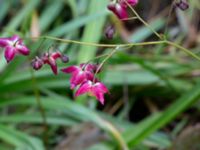 Epimedium x rubrum Hasseldal, Stenshuvud, Simrishamn, Skåne, Sweden 20190501_0042