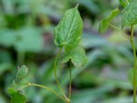 Epimedium x rubrum Hasseldal, Stenshuvud, Simrishamn, Skåne, Sweden 20190501_0043