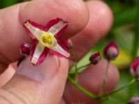 Epimedium x rubrum Hasseldal, Stenshuvud, Simrishamn, Skåne, Sweden 20190501_0045