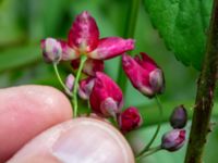 Epimedium x rubrum Hasseldal, Stenshuvud, Simrishamn, Skåne, Sweden 20190501_0046