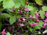 Epimedium x rubrum S Fäladstorget, N Fäladen, Lund, Skåne, Sweden 20170511_IMG_0951